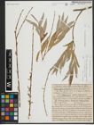 Foto von Salix alba subsp. vitellina (L.) Arcang. x Salix babylonica L.